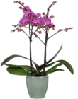 Aktuelles Schmetterlings-Orchidee Multiflora Angebot bei OBI in Duisburg ab 14,99 €