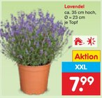 Aktuelles Lavendel Angebot bei Netto Marken-Discount in Augsburg ab 7,99 €