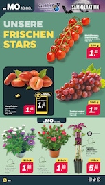 Aster Angebote im Prospekt "Günstig. Besser. Für Dich." von Netto mit dem Scottie auf Seite 2