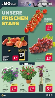 Garten Angebot im aktuellen Netto mit dem Scottie Prospekt auf Seite 2
