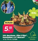 XXL Narzissen 'Tête à Tête', Hyazinthen oder Muscari im aktuellen Netto mit dem Scottie Prospekt