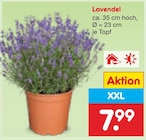 Lavendel Angebote bei Netto Marken-Discount Tübingen für 7,99 €