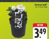 Christrose weiß im Angebot bei E center in Hoyerswerda Christrose weiß Angebote bei E center Hoyerswerda für 3,49 €