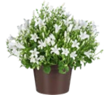 Glockenblume bei Kaufland im Essen Prospekt für 2,79 €