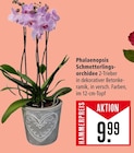 Aktuelles Phalaenopsis Schmetterlingsorchidee Angebot bei Marktkauf in Stuttgart ab 9,99 €