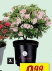 Aktuelles Zwerg-Rhododendron „Bloombux®“ Angebot bei toom Baumarkt in Magdeburg ab 14,99 €
