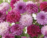 Bulbes de dahlias et spécialiste - U dans le catalogue Super U