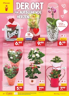 Blumen im Netto Marken-Discount Prospekt "Aktuelle Angebote" mit 65 Seiten (Münster)