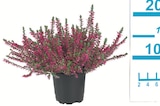 Lidl Stadtallendorf - Heidekraut (Calluna vulgaris) Angebot im Prospekt Heidekraut (Calluna vulgaris) bei Lidl im Stadtallendorf Prospekt für 0,79 €