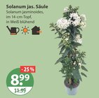 Solanum jas. Säule von  im aktuellen V-Markt Prospekt für 8,99 €