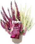 Aktuelles Vanilla Plum Angebot bei REWE in Braunschweig ab 2,59 €