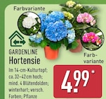 Hortensie von Gardenline im aktuellen ALDI Nord Prospekt