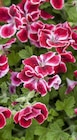 Edelpelargonien im Angebot bei Garten-Center Nordharz GmbH & Co. KG in Salzgitter Edelpelargonien Angebote bei Garten-Center Nordharz GmbH & Co. KG Salzgitter für 2,99 €