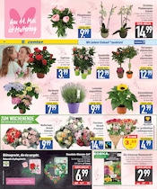 Blumen im EDEKA Prospekt in München Aktueller EDEKA Prospekt mit Blumen, "DAS BESTE ZUM MUTTERTAG", Seite 12