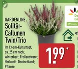 Solitär-Callunen Twin/Trio von Gardenline im aktuellen ALDI Nord Prospekt