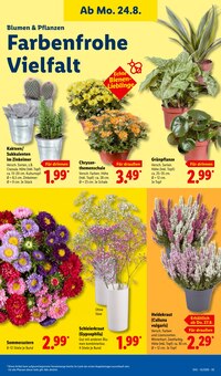 Kakteen im aktuellen Lidl Prospekt (Bonn) Kakteen im Lidl Prospekt "LIDL LOHNT SICH" mit 71 Seiten (Bonn)