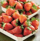 Intermarché Contact Amagne - Promo Fraise Ronde Promo Fraise Ronde à 2,99 € dans le catalogue Intermarché Contact à Amagne
