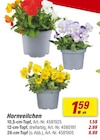 Aktuelles Hornveilchen Angebot bei toom Baumarkt in Reutlingen ab 1,59 €