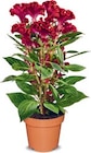 Aktuelles Celosia Hahnenkamm Angebot bei Netto Marken-Discount in Hamburg ab 2,99 €