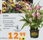 Calla (Zantedeschia) für 12,99 € bei Globus-Baumarkt im Angebot Calla (Zantedeschia) im aktuellen Globus-Baumarkt Prospekt
