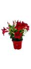 Jardinerie Poullain Osny - Promo Dipladénia Promo Dipladénia à 2,99 € dans le catalogue Jardinerie Poullain à Osny