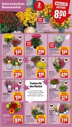 REWE Pflanzen im Prospekt REWE Pflanzen im Prospekt