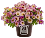 Aktuelles Zauberglöckchen Angebot bei Kaufland in Krefeld ab 2,99 €