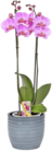 Orchidee Phalaenopsis Angebote bei Thomas Philipps Braunschweig für 0,58 €