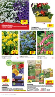 Blumen im aktuellen toom Baumarkt Prospekt (Mönchengladbach) Blumen im toom Baumarkt Prospekt "Respekt, wer's selber macht." mit 20 Seiten (Mönchengladbach)