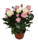 Aktuelle Blumen Angebote bei E center in Rostock Aktuelles Chrysanthemen Indian Summer Angebot bei E center in Rostock ab 4,99 €