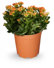 Kalanchoe im Netto Marken-Discount Prospekt Kalanchoe von im aktuellen Netto Marken-Discount Prospekt für 4,99 €