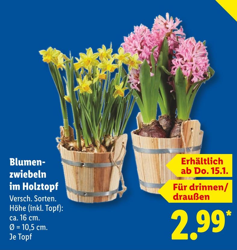 Blumenzwiebeln im Holztopf