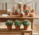 CACTUS OU SUCCULENTE POT 14 - Intermarché Express à Argenteuil CACTUS OU SUCCULENTE POT 14 en promo chez Intermarché Express Argenteuil à 9,99 €