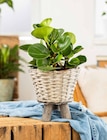 Peperomia obtusifolia bei Garten-Center Nordharz GmbH & Co. KG im Prospekt "" für 3,99 €