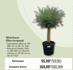 Olivenbaum (Olea europaea) für 59,91 € bei Metro im Angebot Olivenbaum (Olea europaea) im aktuellen Metro Prospekt