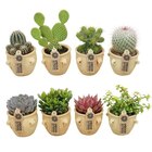 Coupe de cactus en promo chez Carrefour Coupe de cactus dans le catalogue Carrefour