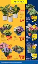 Aktueller Lidl Prospekt mit Stauden, "LIDL LOHNT SICH", Seite 35