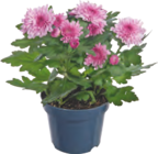 Chrysanthemen bei tegut im Groß-Zimmern Prospekt für 3,99 €
