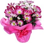 Kaufland Coesfeld Prospekt mit  im Angebot für 2,49 €