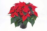 Lidl - Weihnachtssternbusch Angebot im Prospekt Weihnachtssternbusch bei Lidl im Prospekt "" für 3,99 €