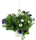 Plantes annuelles en mélange ou Pétunia retombant en suspension ø 26 cm - Truffaut à Nanterre Plantes annuelles en mélange ou Pétunia retombant en suspension ø 26 cm en promo chez Truffaut Nanterre à 14,99 €
