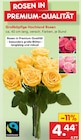 Großköpfige Hochland Rosen im aktuellen Prospekt bei Netto Marken-Discount in Wetterzeube