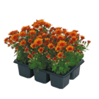 Chrysanthemen bei Netto mit dem Scottie im Prospekt "" für 2,99 €