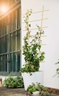 Bauzentrum Reinholdshain Dippoldiswalde - Blumenstütze Bambus Angebot im Prospekt Blumenstütze Bambus bei Bauzentrum Reinholdshain im Dippoldiswalde Prospekt für 4,99 €