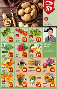 Pflanzen im REWE Prospekt "Dein Markt" mit 30 Seiten (Braunschweig)