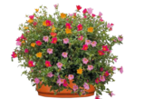 Aktuelles Portulakröschen-Schale »Karneval« Angebot bei Pflanzen Kölle in Heilbronn ab 9,99 €