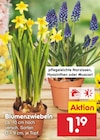 Blumenzwiebeln Angebote bei Netto Marken-Discount Ettlingen für 1,19 €