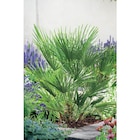 Palmier en promo chez Carrefour Market Béziers à 27,99 €