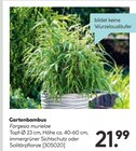 Gartenbambus Angebote bei Hellweg Chemnitz für 21,99 €