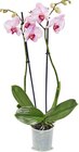Orchidee im Angebot bei Netto Marken-Discount in Ansbach Orchidee Angebote bei Netto Marken-Discount Ansbach für 4,99 €